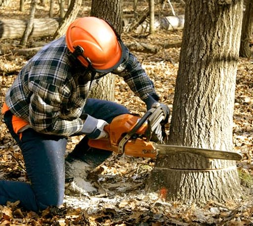 Tree Removal in Vincent, AL